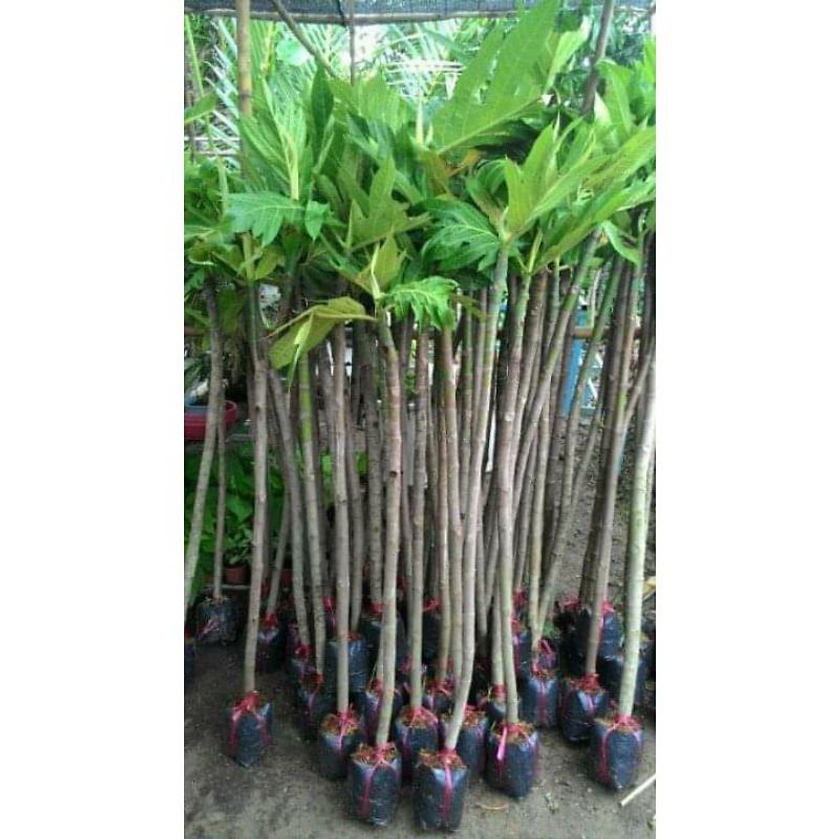 Xả hàng tại vườn----- cây giống sake