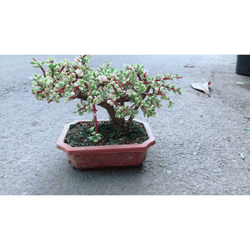 Cây Cành Vàng Lá Ngọc Cổ Thụ