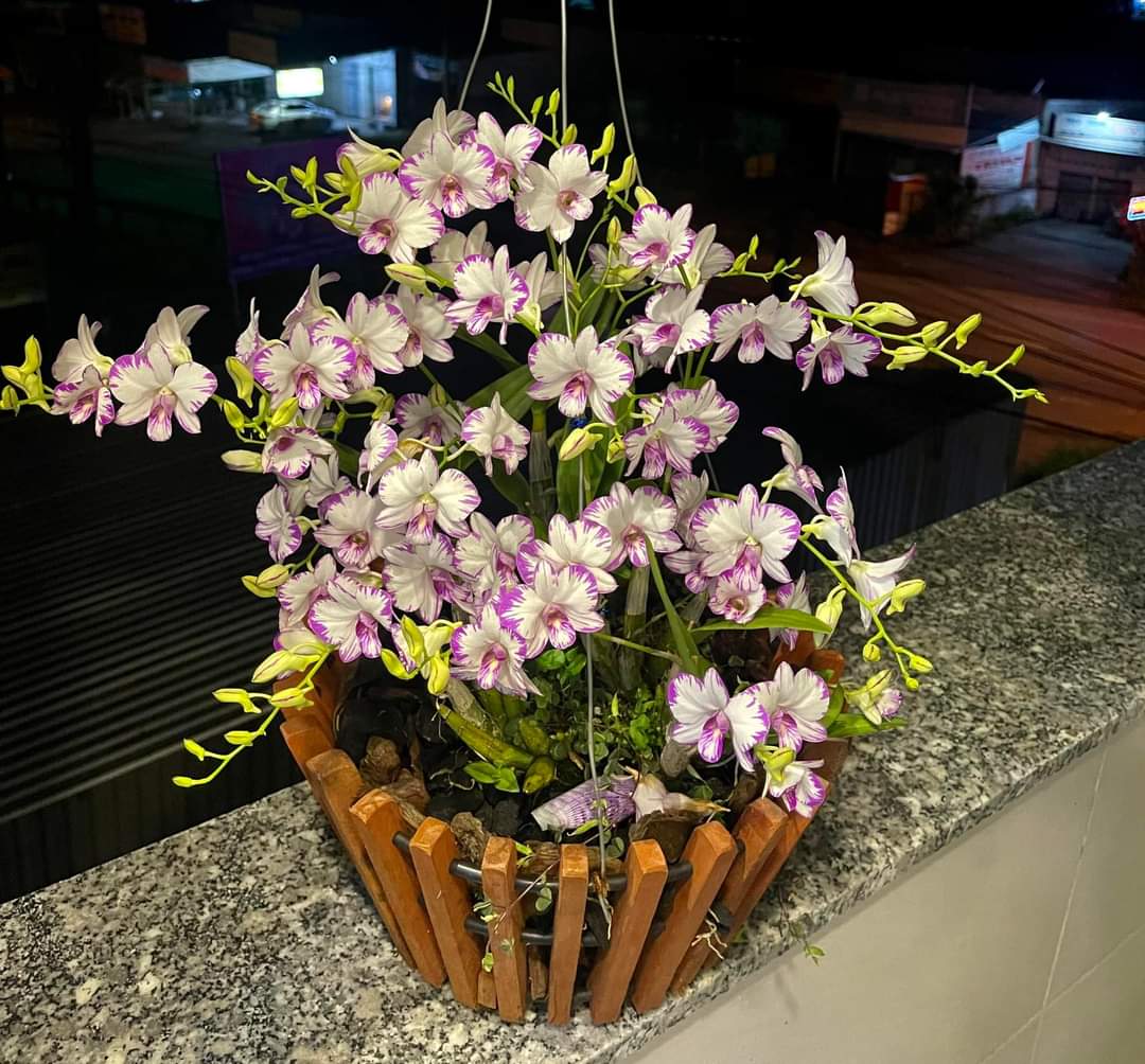 Hoa lan chớp enobi( chớp sữa)