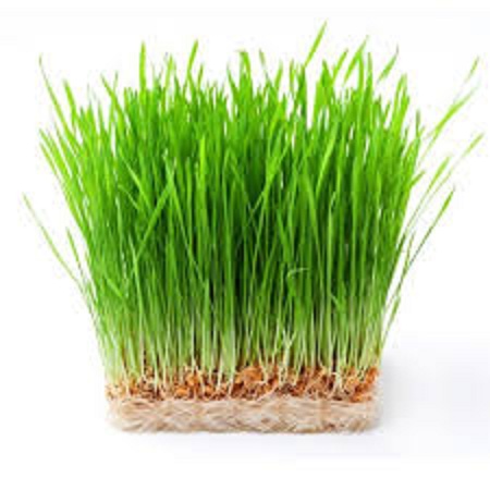 Hạt Giống Cỏ Lúa Mì Cho Chó Mèo Thỏ Hamste-gói 50gr