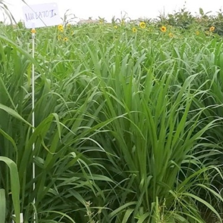 Hạt giống Cỏ MULATO 2 gói 100gr