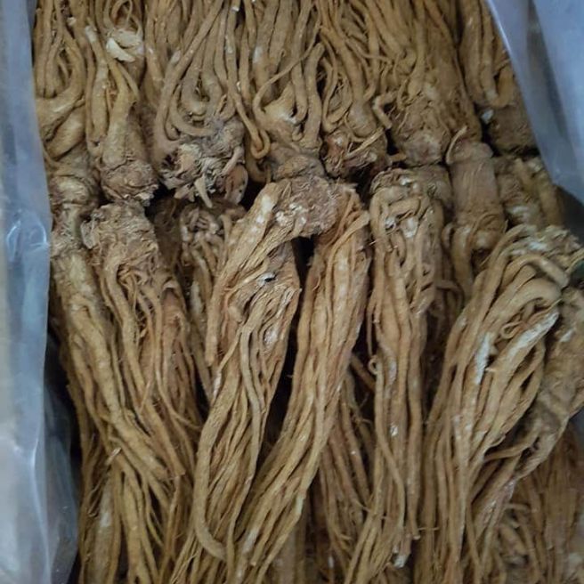Sỉ toàn quốc 1kg sâm đương quy