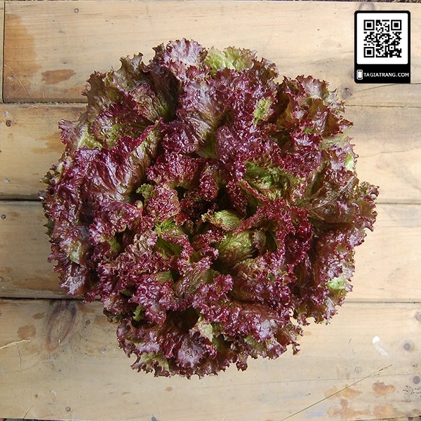 Hạt giống xà lách Romaine đỏ 2gr