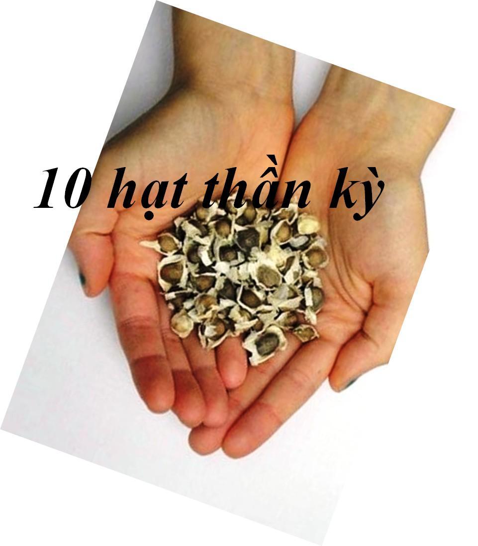 10 hạt cây thần kỳ
