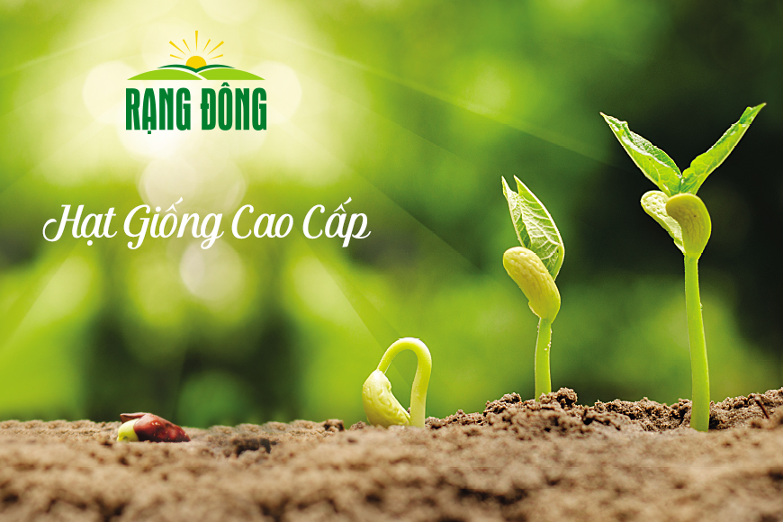 Hạt Giống Cải Thìa Rado 77