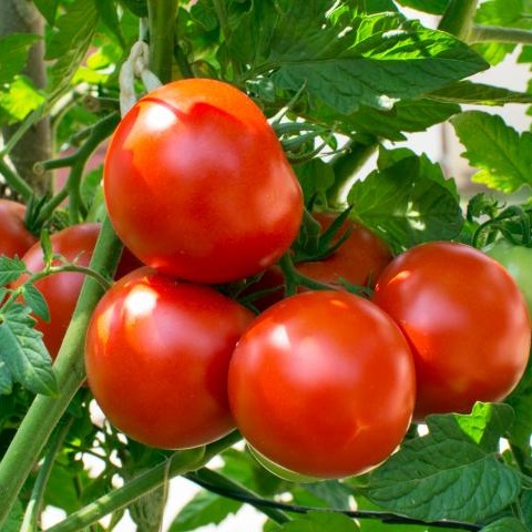 Phân Bón Lá Hữu Cơ Khoáng Cao Cấp Rootwell 1Lít