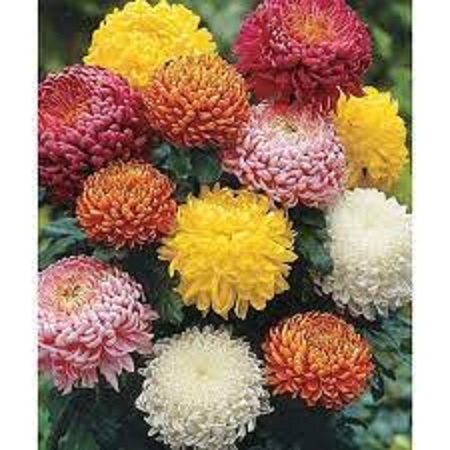 Hạt giống hoa cúc đại đóa mix màu-50 hạt