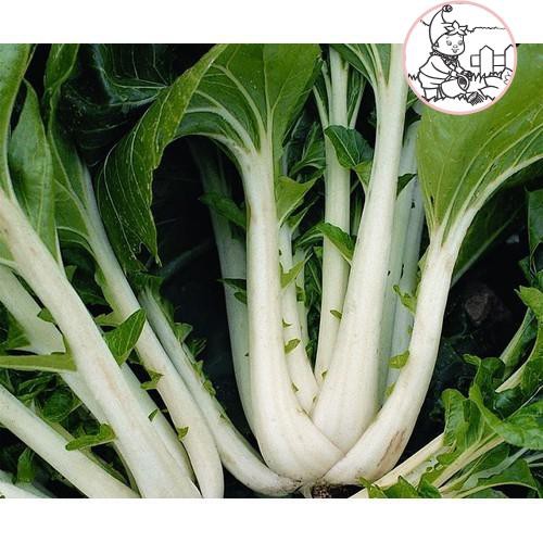 Hạt cải bẹ trắng - gói 20 gram