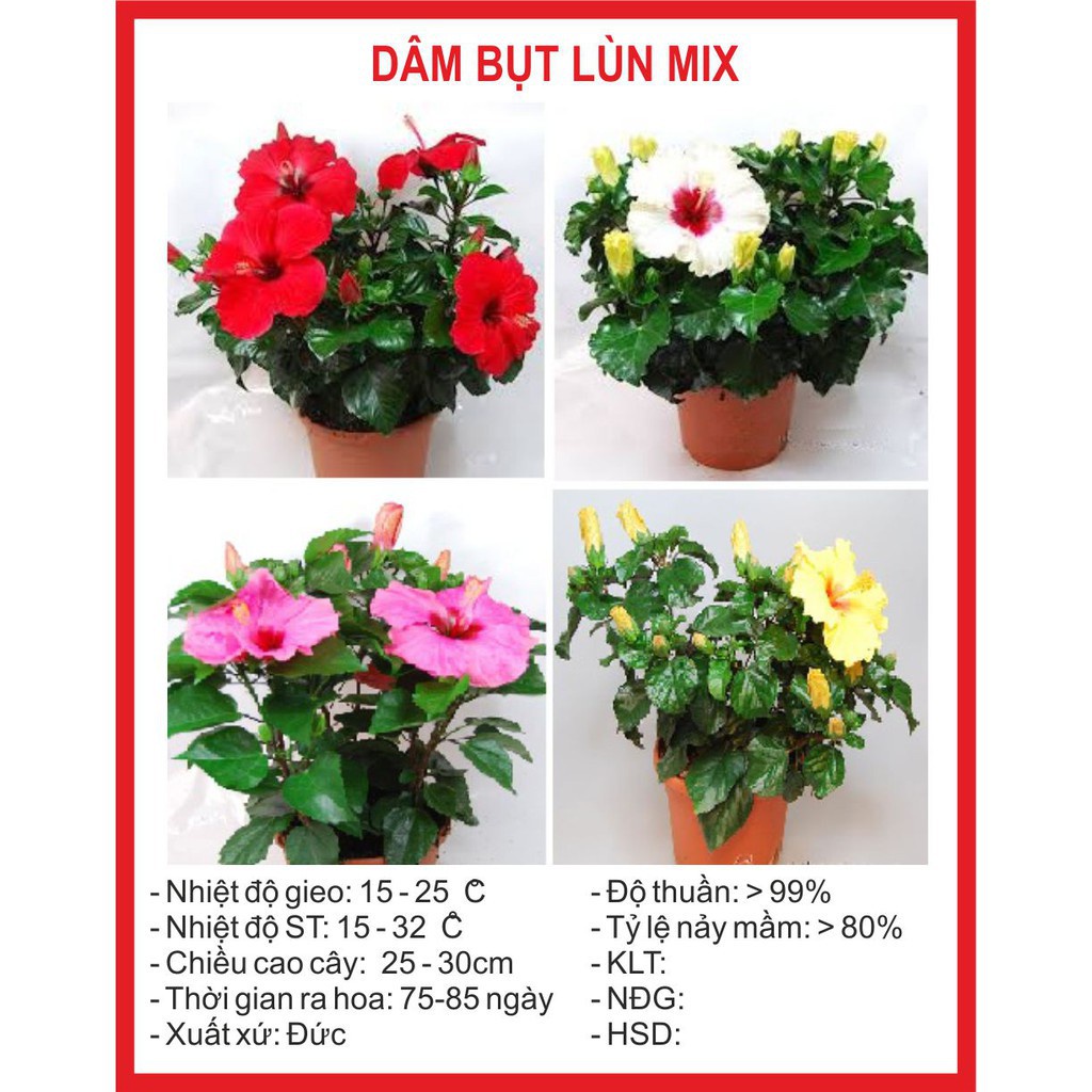 30 hạt giống hoa dâm bụt lùn