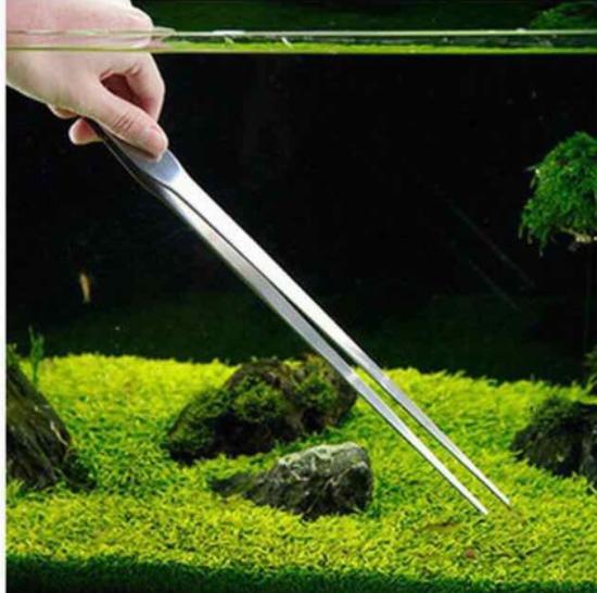 NHÍP TRỒNG CÂY THỦY SINH