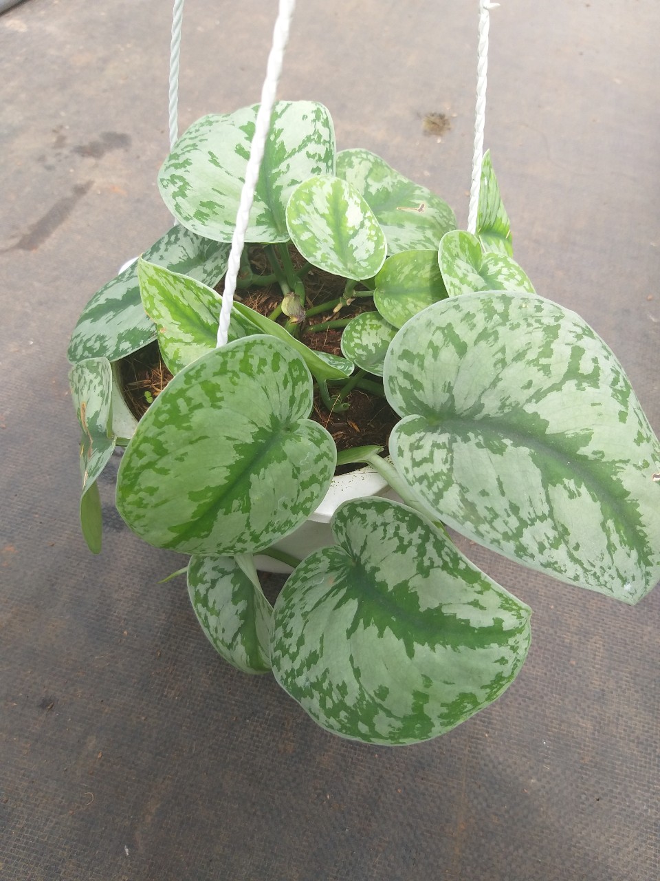 Cây trầu bà lụa - Silver Pothos chậu treo