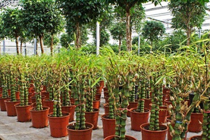 CHẬU CÂY TRÚC ĐÙI GÀ ĐẸP