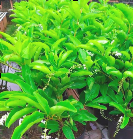 Cây giống Lài Thơm Thái - Trang Flowers