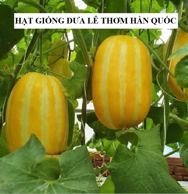 Hạt Giống Dưa Lê Hàn Quốc siêu ngọt - ( 20 hạt/gói )
