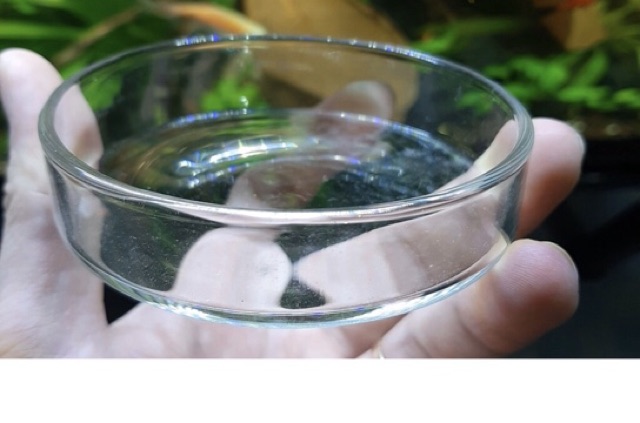 Chén Tép Dụng Cụ Để Thức Ăn Cho Tép Cảnh