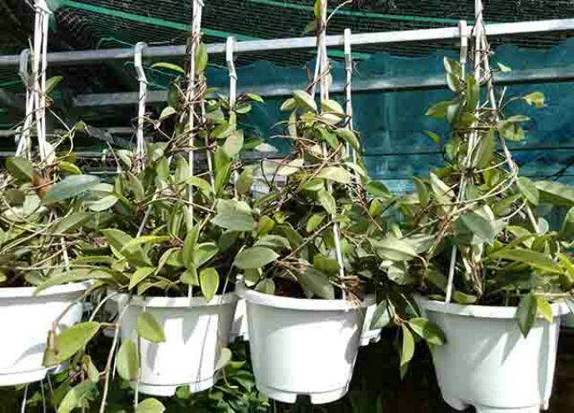 Lan cẩm cù