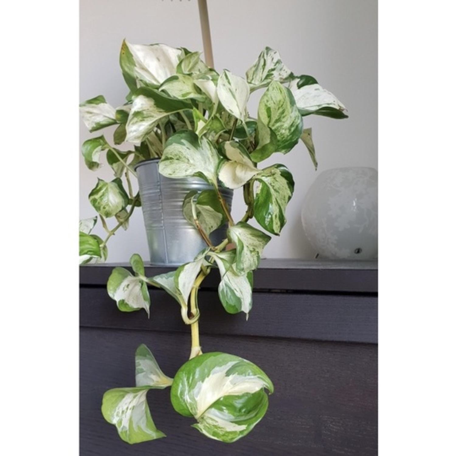 Chậu trầu bà Epipremnum aureum Manjula/ Majula photos