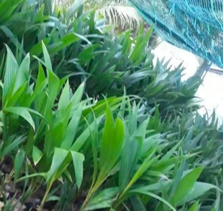 Dừa  éo nâu