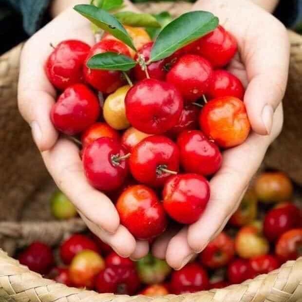 CÂY SƠ RI CHIẾT CÀNH NGỌT