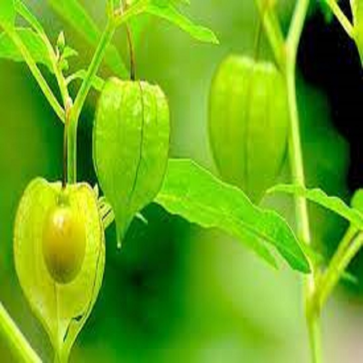 cây giống cây thù lù