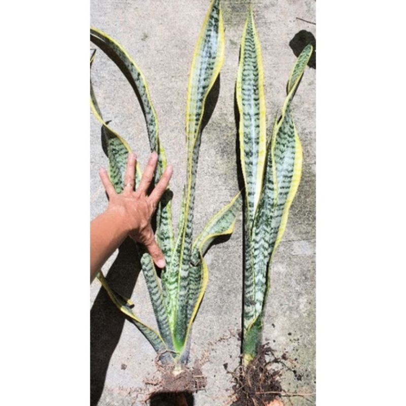 Cây lưỡi hổ cao viền vàng