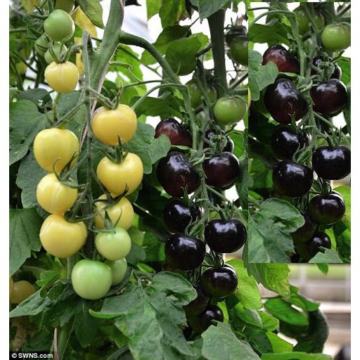 0.1g Hạt giống cà chua cherry đen siêu quả