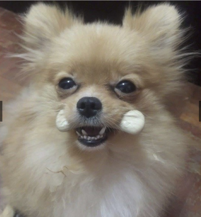 XƯƠNG GẶM PET2GO DAILY DENTAL BONE
