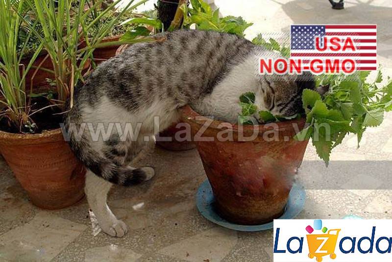 [HCM]500.HẠT Hạt Giống Catnip / Cỏ Mèo (| C26*X33)