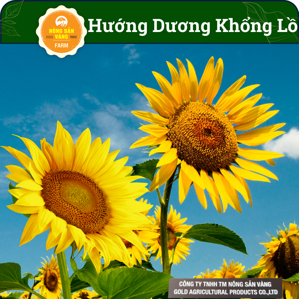 Sunflower seeds giant take the seeds , dướng ocean to do the scene-shallow gold
