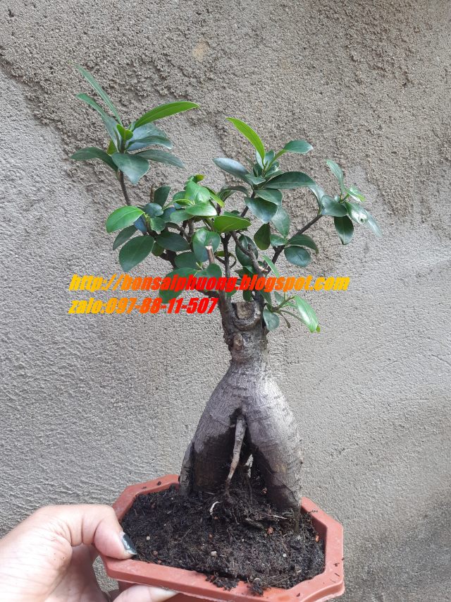 cây si nhật bonsai