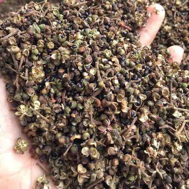 1kg mắc khén rừng tặng 10 hạt dổi