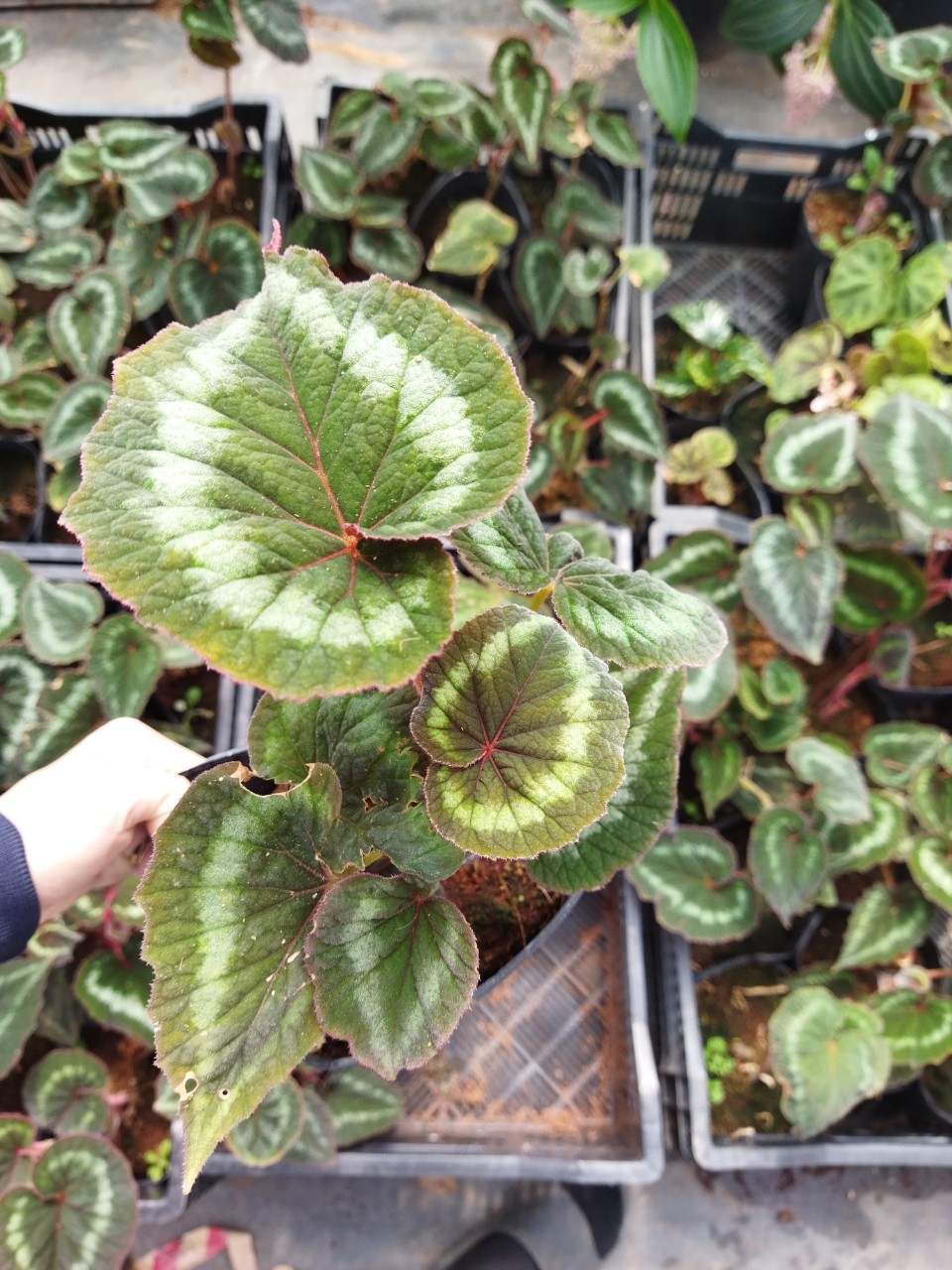 Thu Hải Đường - Mắt Nai Begonia