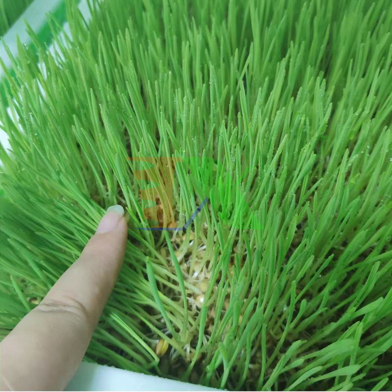 Bộ khung giá Khay trồng rau mầm thủy canh 0KM , Gồm Giá đỡ, Bình xịt