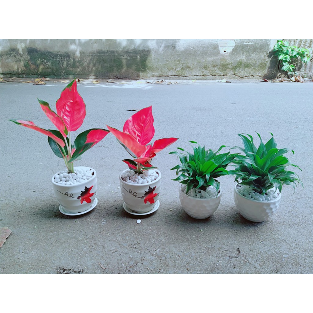 [HCM]Combo 1 Chậu Cây Phát Tài+1 Chậu Phú Quý Đỏ