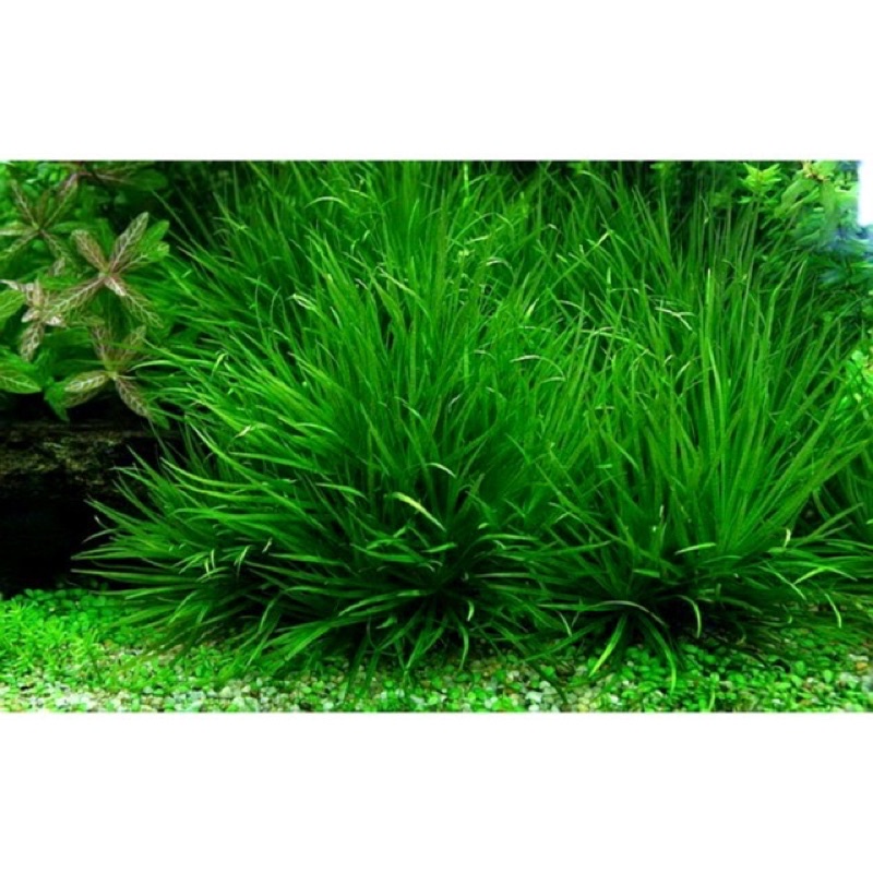 Cây thuỷ sinh Cỏ Nhật - dễ trồng