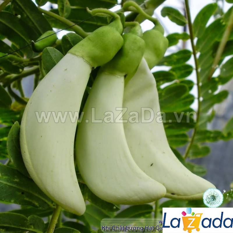 2Gr Hạt Giống Cây Bông So Đũa (C5.301| W2*W35*M194)