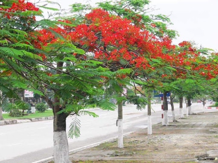 CÂY GIỐNG HOA PHƯỢNG ĐỎ, CÂY NHỎ