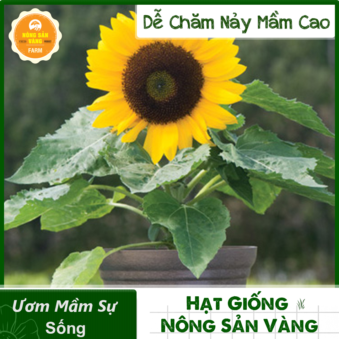 Weak and healthy yellow sunflower seeds seeds flowers lovers shorten production time (30 seeds pack)-shallow yellow