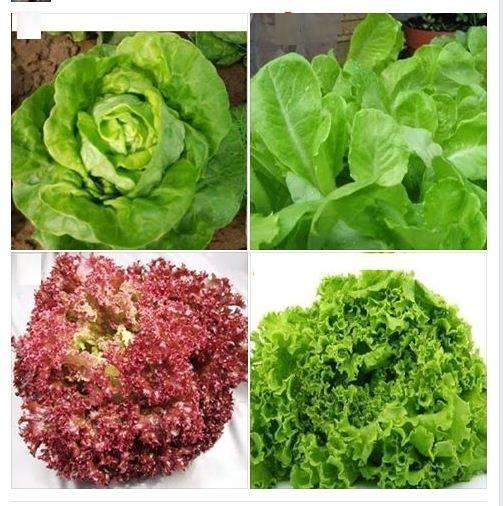 Bộ 4 gói hạt giống xà lách ( xoăn xanh+ tím - XL đăm -XL chịu nhiệt)