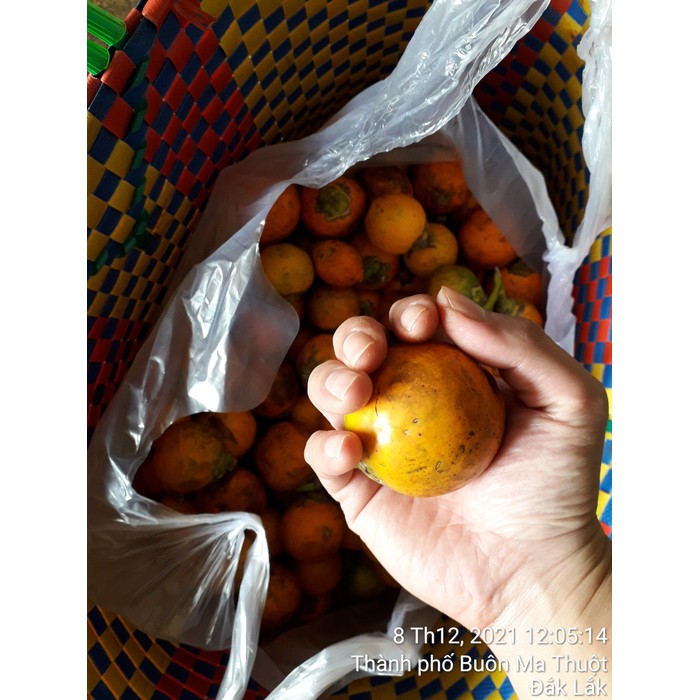 1 kg HẠT GIỐNG CÂY CAU CAO TỨ QUÝ  [ [ Giống Cau Quãng Ngãi - quả tròn ] ] [ 1 KG TẦM ĐƯỢC 20 - 25 QUẢ Ạ ]