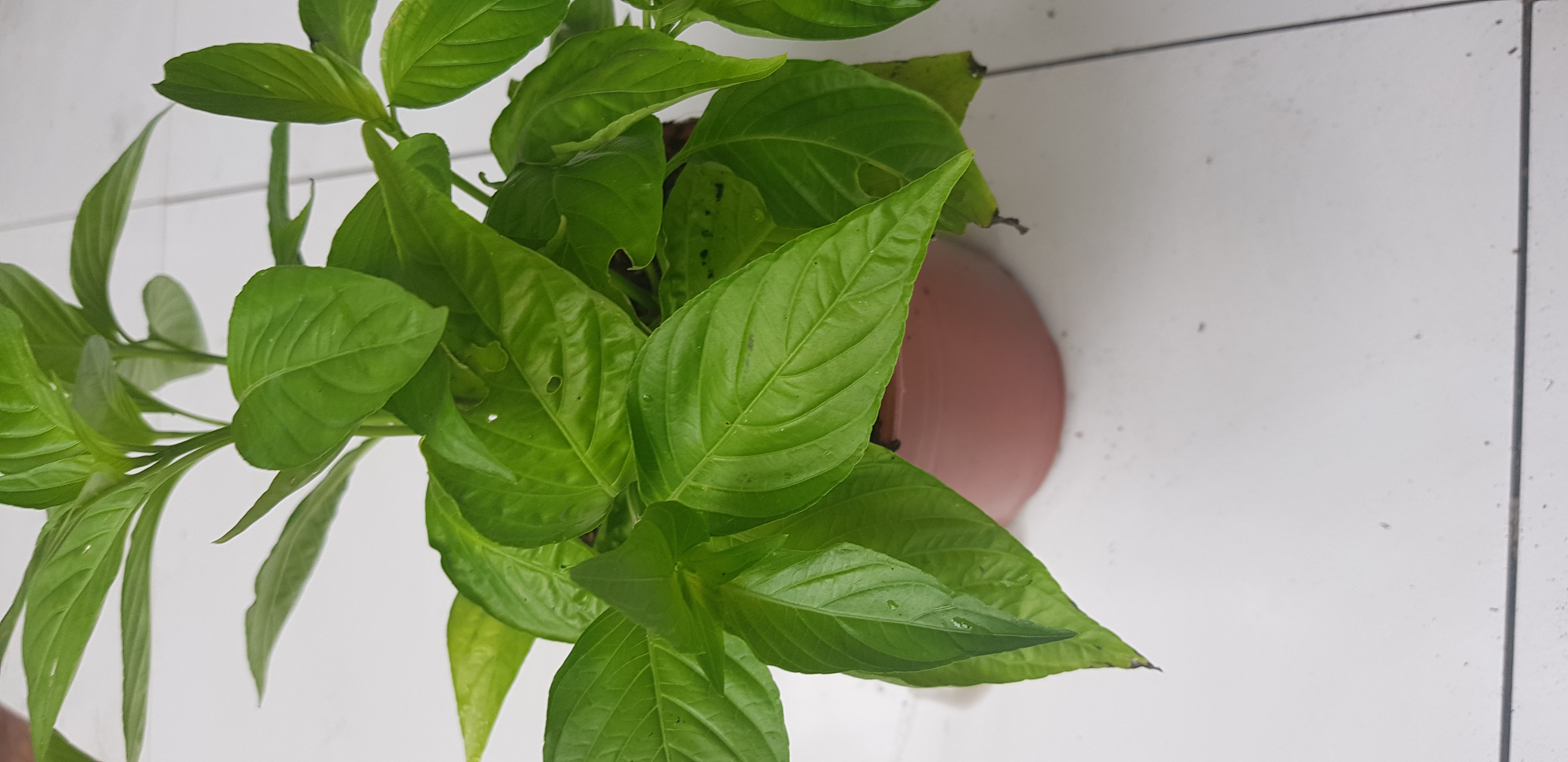 lá cẩm tím giống thái ( 7 cây nhỏ), gia vị ngày tết, trang trí xôi hàng ngày