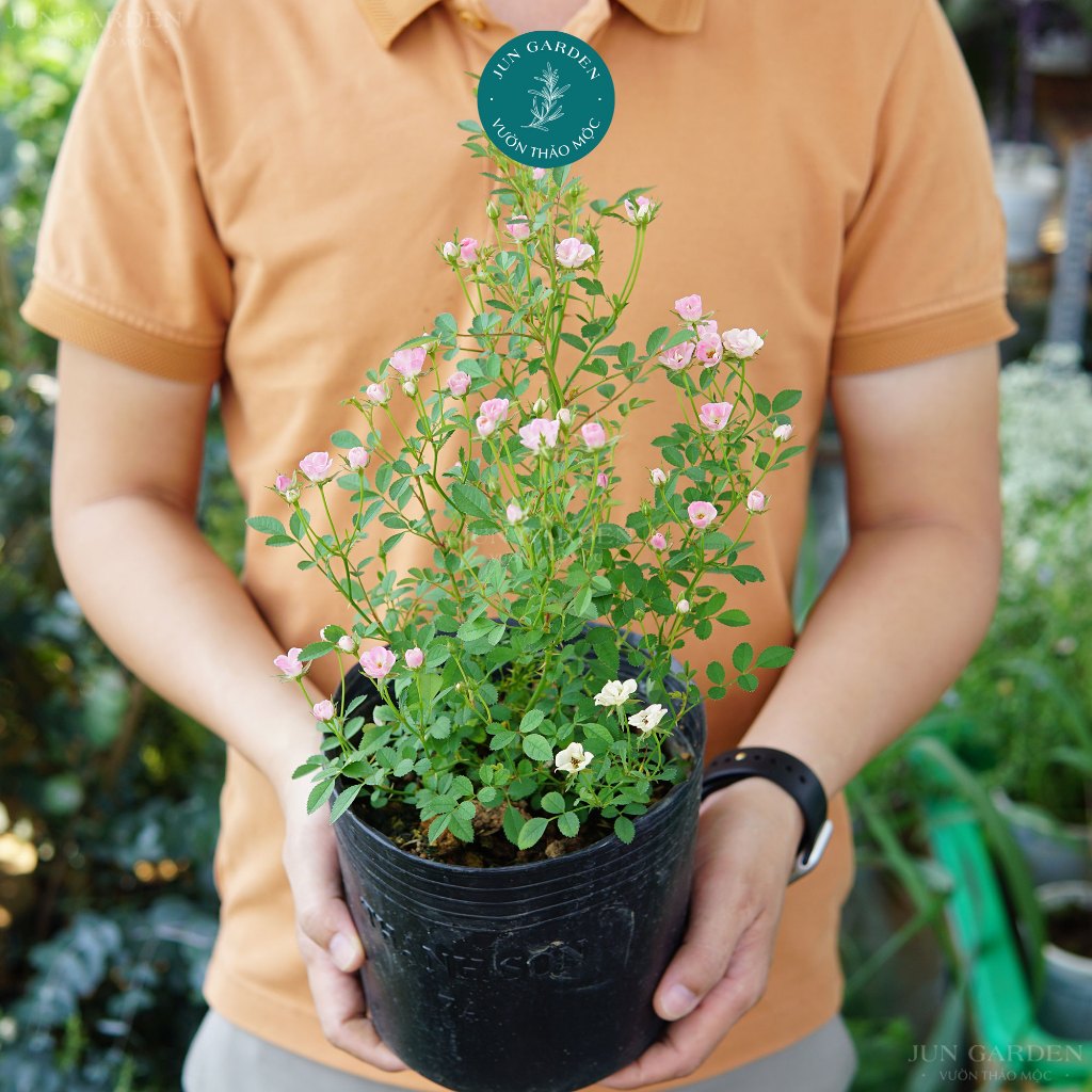 Cây hồng bụi pinkpong hoa nhỏ jun garden