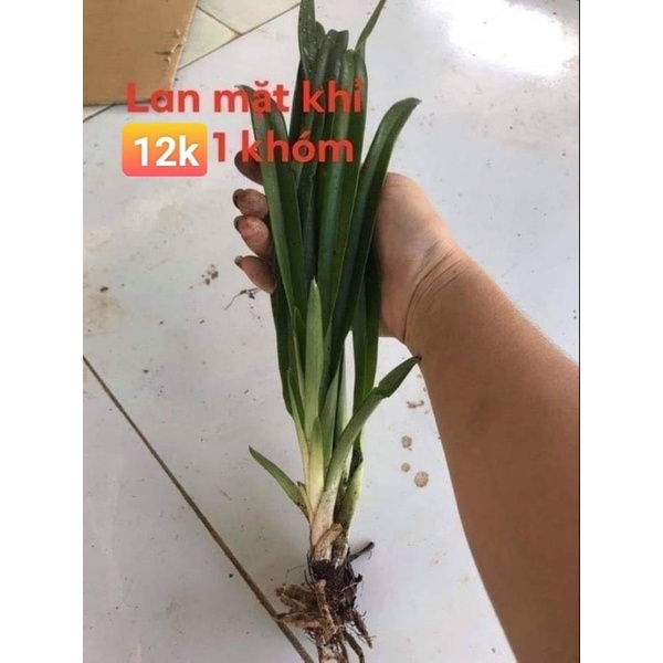 Hoa lan mặt khỉ Chơi Tết
