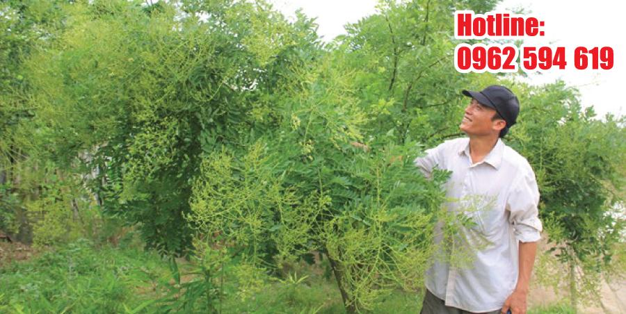 500g trà hoa hòe khô