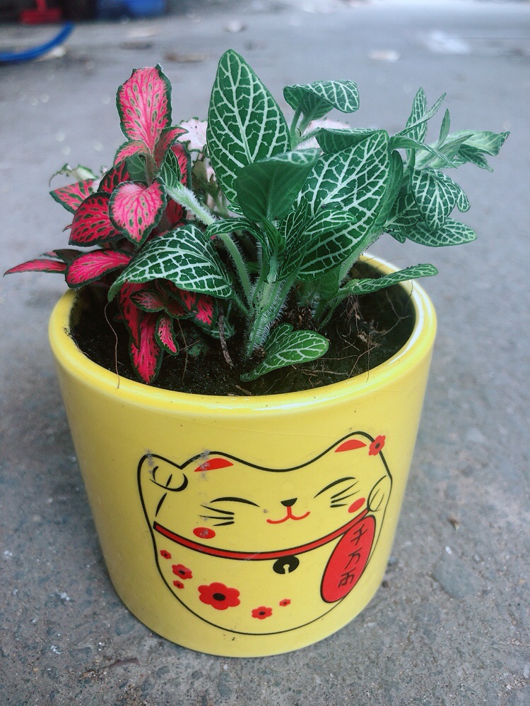 Chậu Cẩm Nhung (lá may mắn)