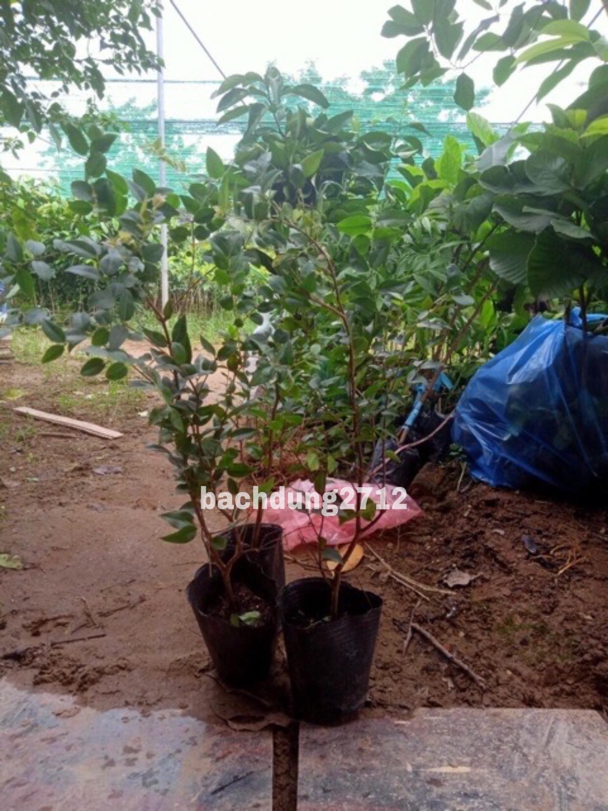Cây nho thân gỗ tứ quý cao từ 40cm trở lên