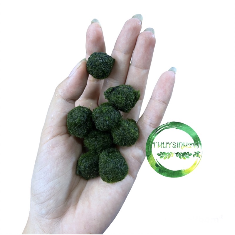 Cầu rêu marimo - moss ball tảo cầu nhật bản - viên rêu cho tép