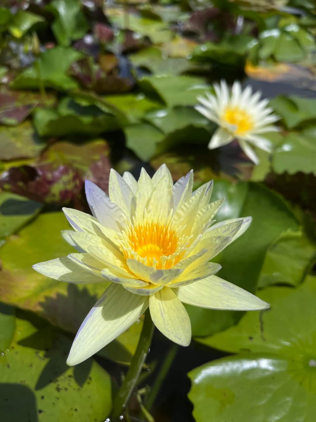 CÂY HOA SÚNG THÁI LỚN MÀU ĐA SẮC