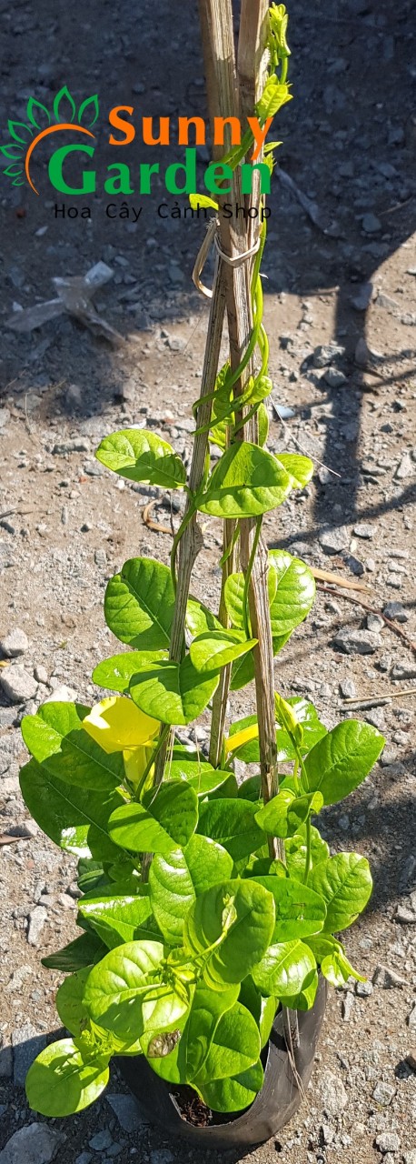 Cây Huynh Đệ Vàng ( Dây Leo Rào). Cao 30-40cm - Cây Cảnh