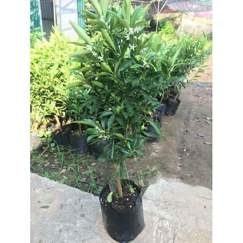 cây giống QUẤT NGỌT  (tắc ngọt ) thái lan